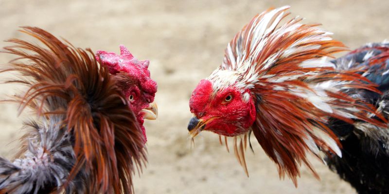 Chiêm ngưỡng các màn trình diễn thực sự đặc sắc